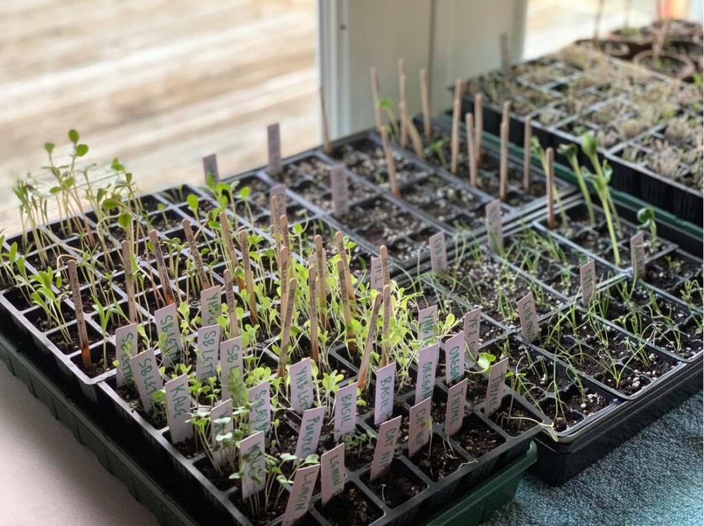 col1_image2 Seedlings