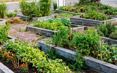 garden1