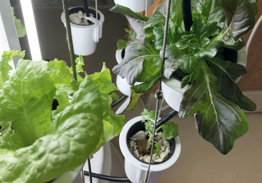 Hydroponics