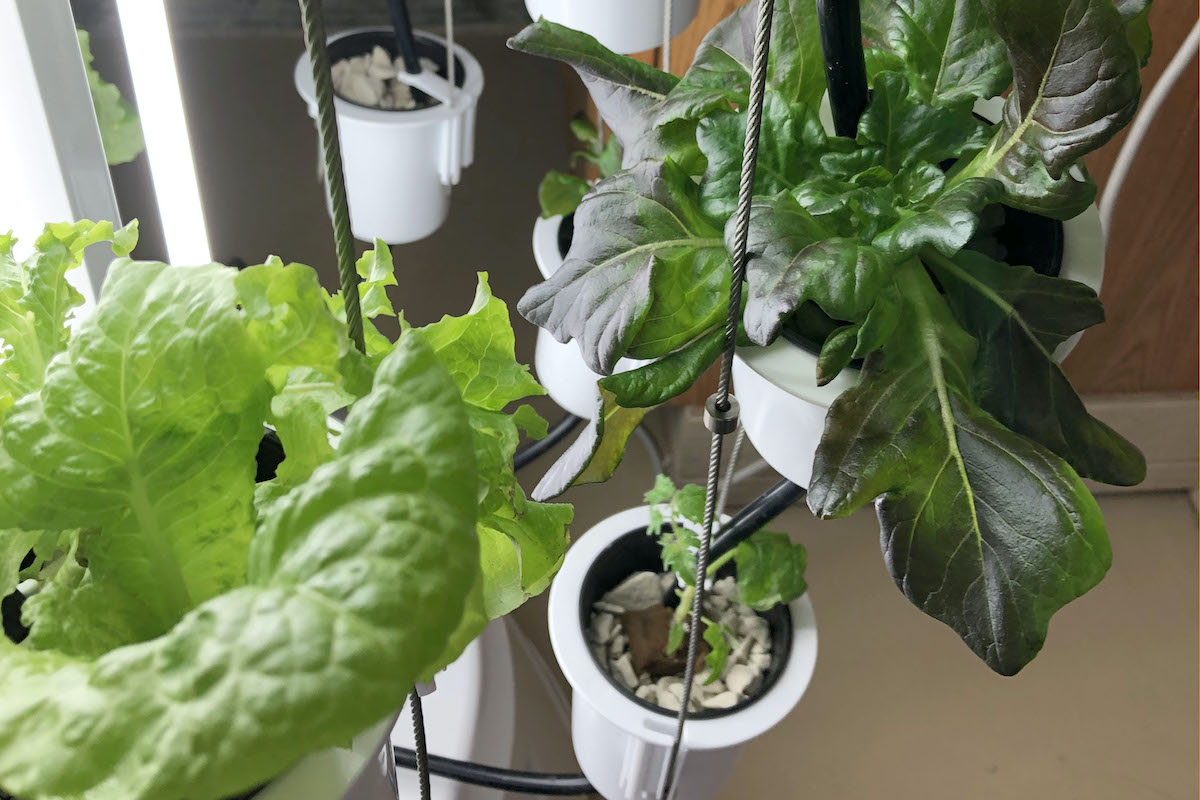 Hydroponics