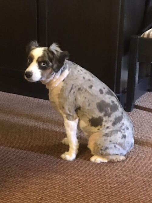 lostdog1 lostdog1